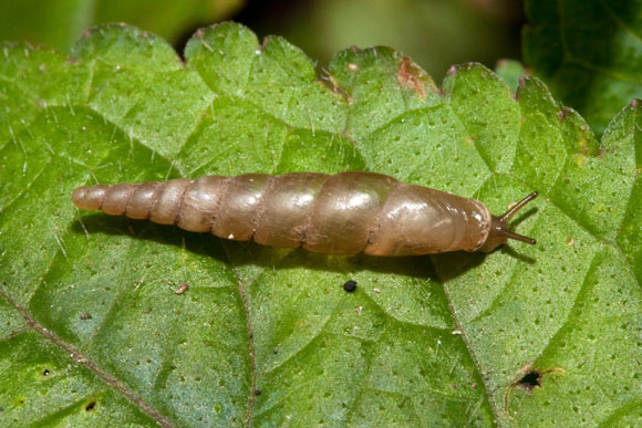 Pseudonenia sp.